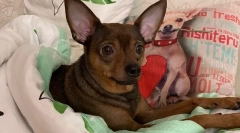 Іграшковий тер'єр, скільки живе вдома, як збільшити тривалість життя